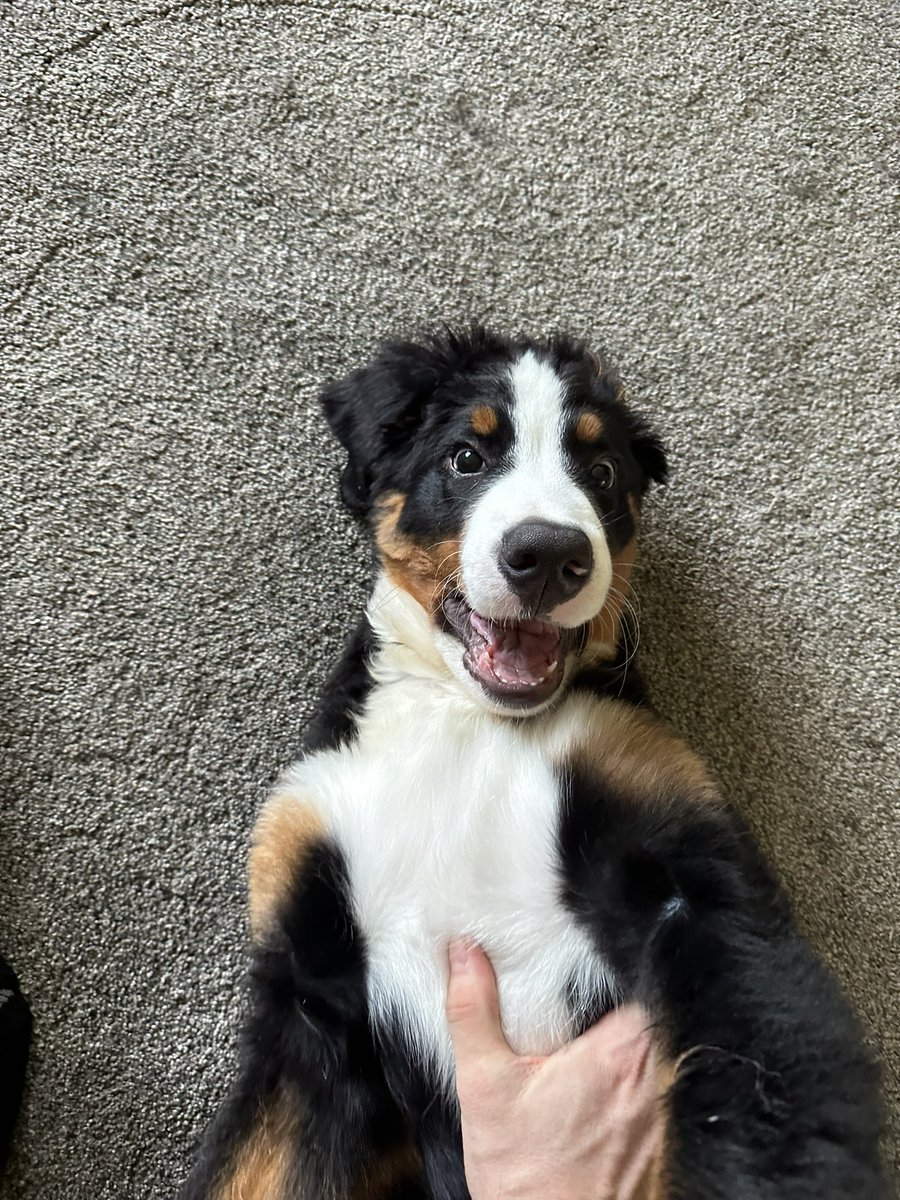 Grenvil14's tweet photo. This guy can’t help but be a goof https://t.co/AxQbGg1KUC