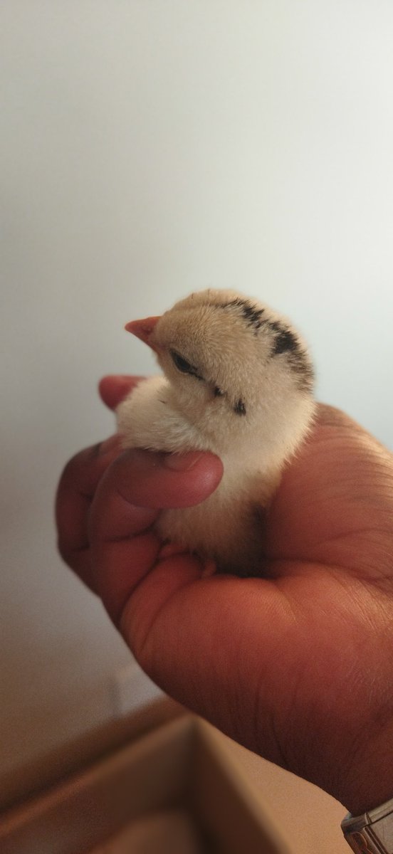InSeeGaa's tweet photo. Get you friends that keep you on your toes. Just a random Saturday and they are taking care of chicks because their mother doesn't like them 👀 https://t.co/Ud9js3voRw