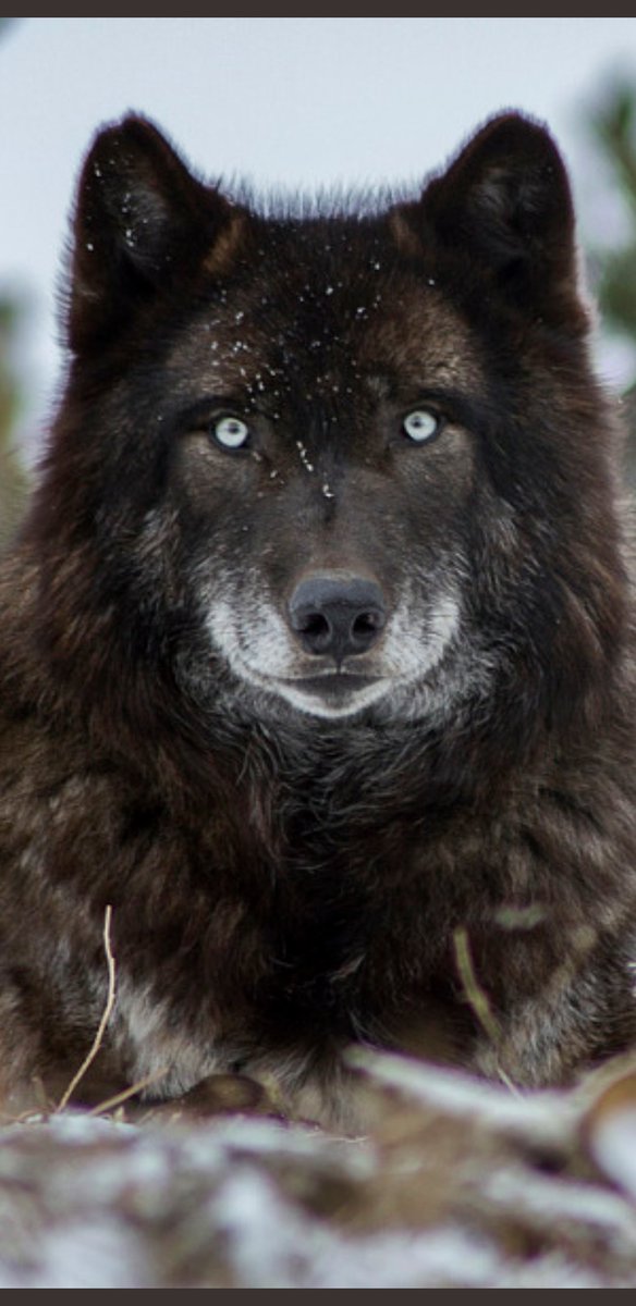 EL TURCO tweet media