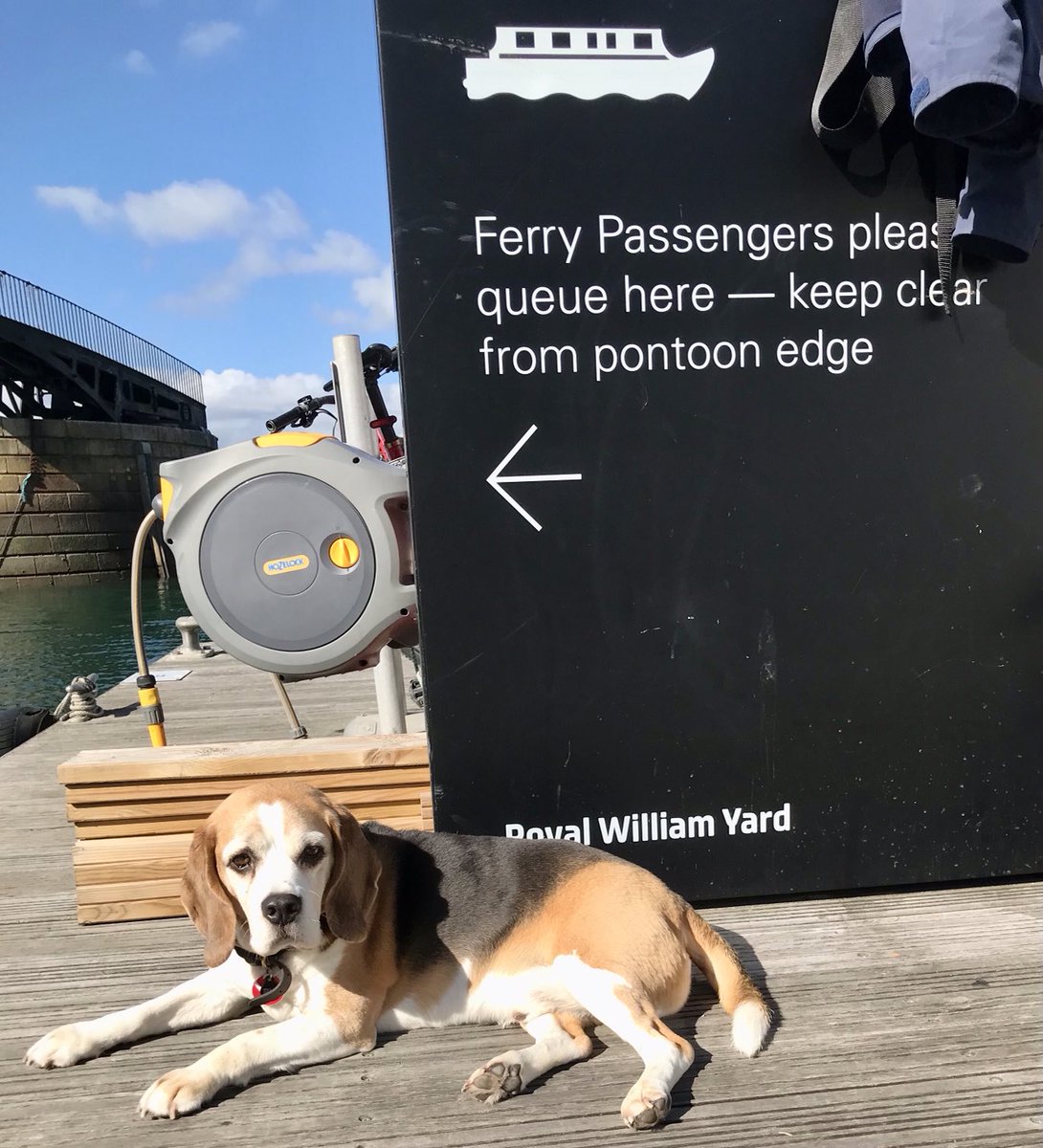 Glorious October afternoon in #Plymouth The #beagle #yardhound waiting to hitch boat ride from ⁦@RoyalWilliamYd⁩