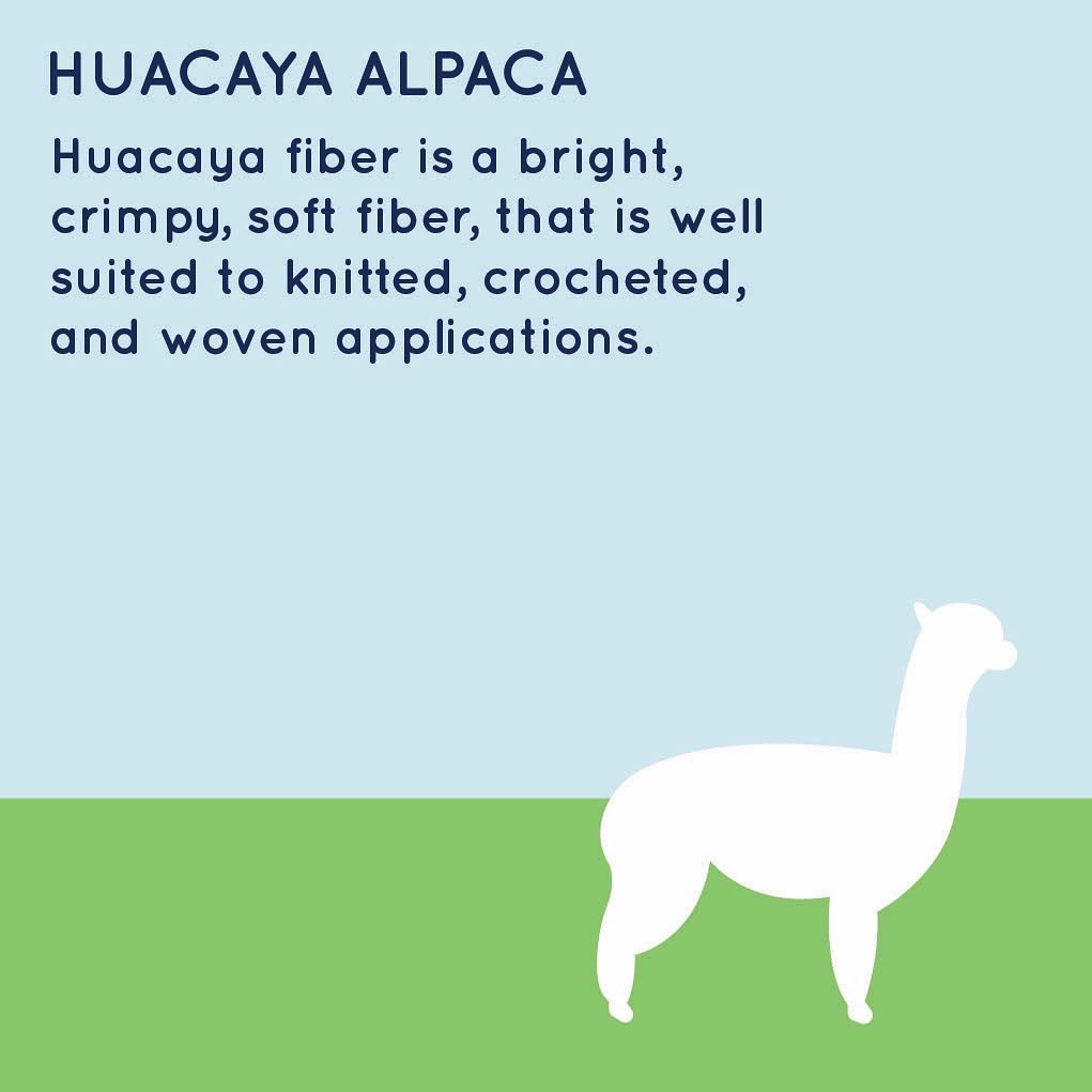 It’s day two of #ALPACTOBER! Did you know there are two different breeds of alpacas? Suri alpacas make up just 18% off all registered alpacas in the U.S.