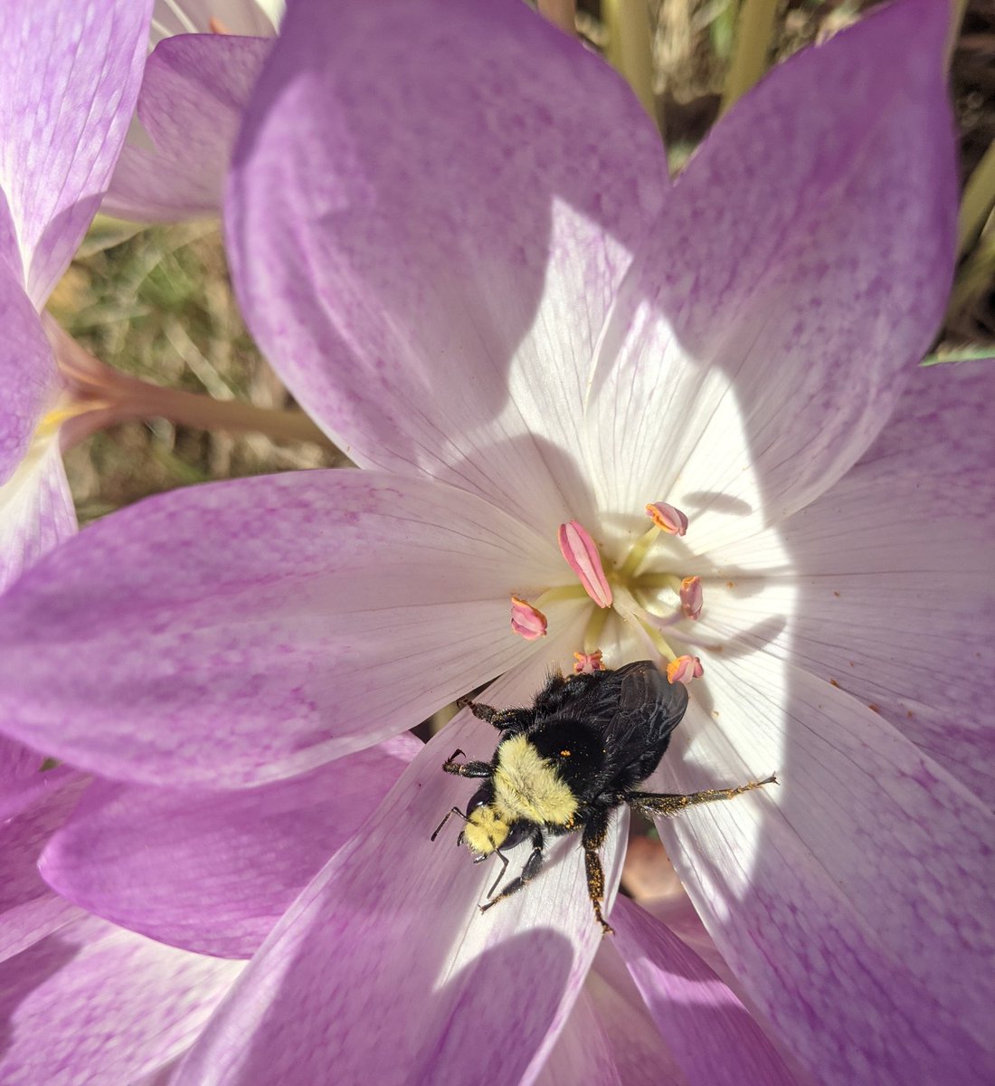 Melissodes's tweet photo. Bumblebee in fall crocus https://t.co/AChXcb2rOa