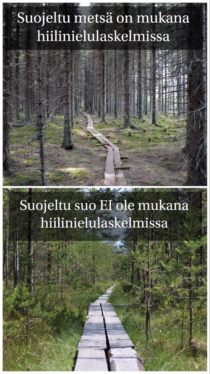 Jos suojellut suot OLISI mukana #lulucf #hiilinielu laskelmissa, niin Suomi olisi jo NYT lähes tulkoon #hiilineutraali. Mutta sehän ei käy, eihän @vihreat @VilleNiinisto @MariaOhisalo ?
