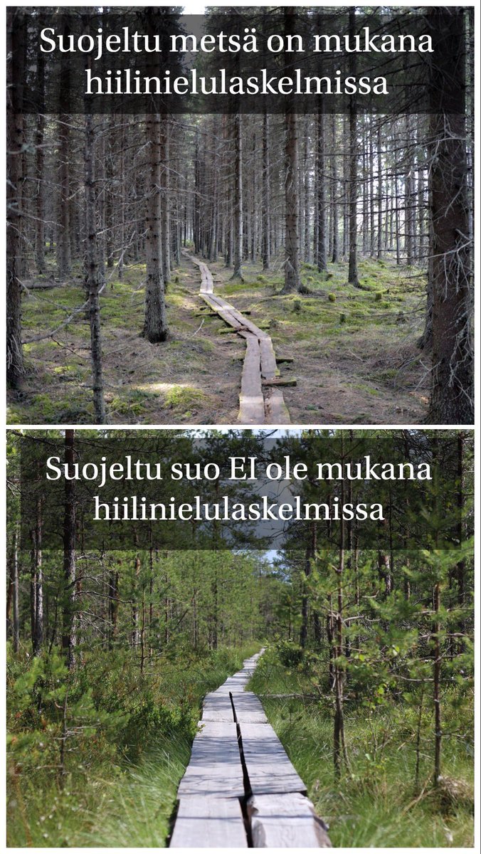 Jos suojellut suot OLISI mukana #lulucf #hiilinielu laskelmissa, niin Suomi olisi jo NYT lähes tulkoon #hiilineutraali. Mutta sehän ei käy, eihän <a href="/vihreat/">Vihreät - De Gröna</a> <a href="/VilleNiinisto/">Ville Niinistö</a> <a href="/MariaOhisalo/">Maria Ohisalo</a> ?