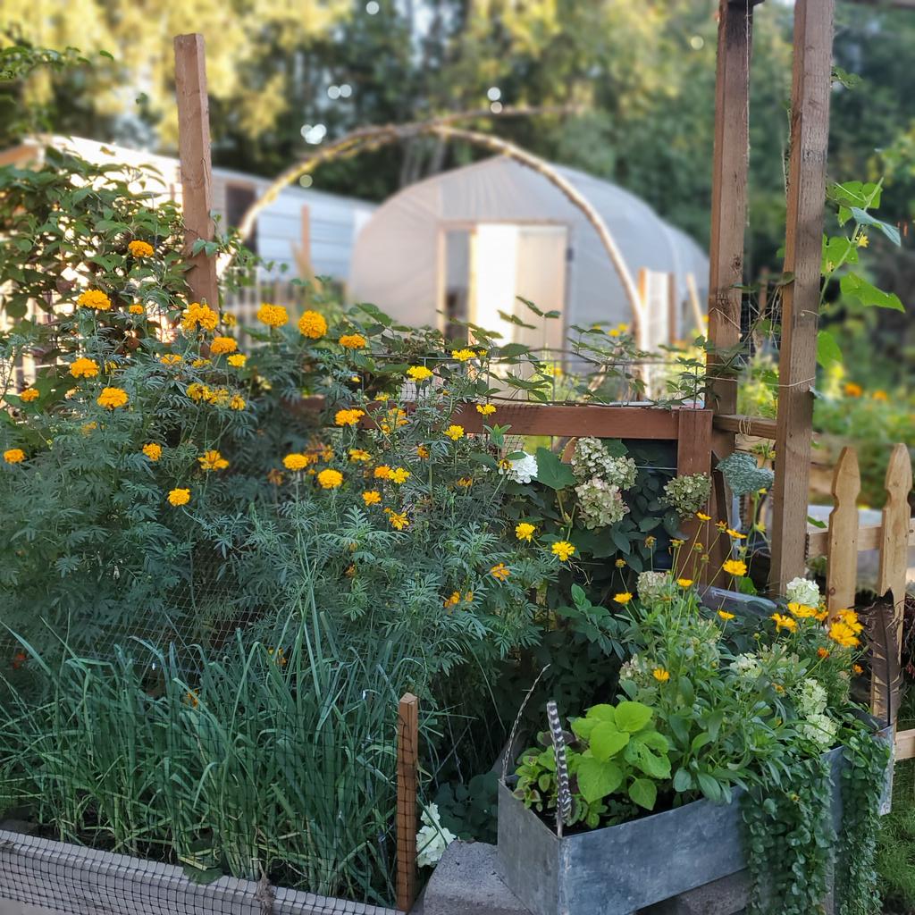 FeatheredFig's tweet photo. Summer beauty in our cottage garden. Lots of love built this ❤️ #gardenlife https://t.co/r3Nsjw4h3o