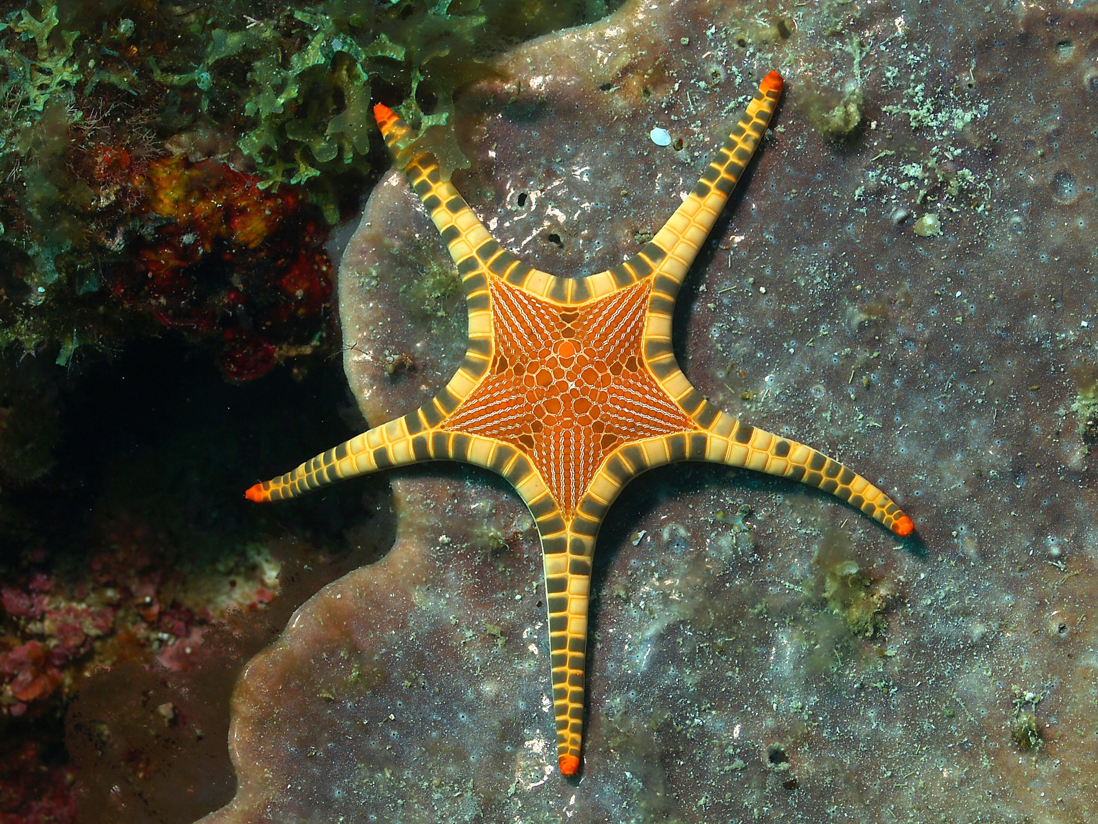 Iconaster longimanus
