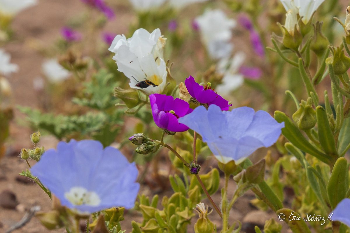 erib1977's tweet photo. Desierto florido 2022, Región de Atacama.
.
.
Chile 🇨🇱.
#photography #fotografia #hikingadventures #MarcaChile #achilepoh #conociendochile #visitchile #goforchile #desiertoflorido2022 #amigosdechile #atacamachile https://t.co/F4LrcE4oKW