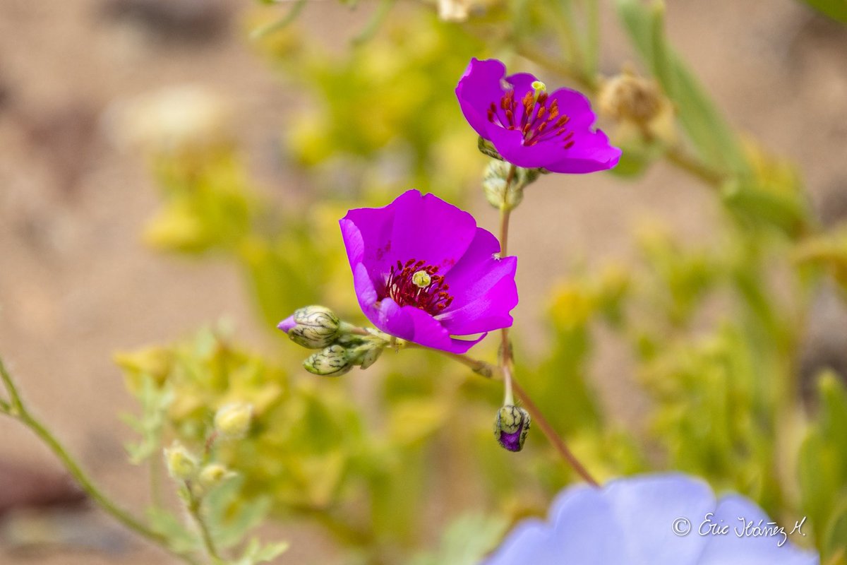 erib1977's tweet photo. Desierto florido 2022, Región de Atacama.
.
.
Chile 🇨🇱.
#photography #fotografia #hikingadventures #MarcaChile #achilepoh #conociendochile #visitchile #goforchile #desiertoflorido2022 #amigosdechile #atacamachile https://t.co/F4LrcE4oKW