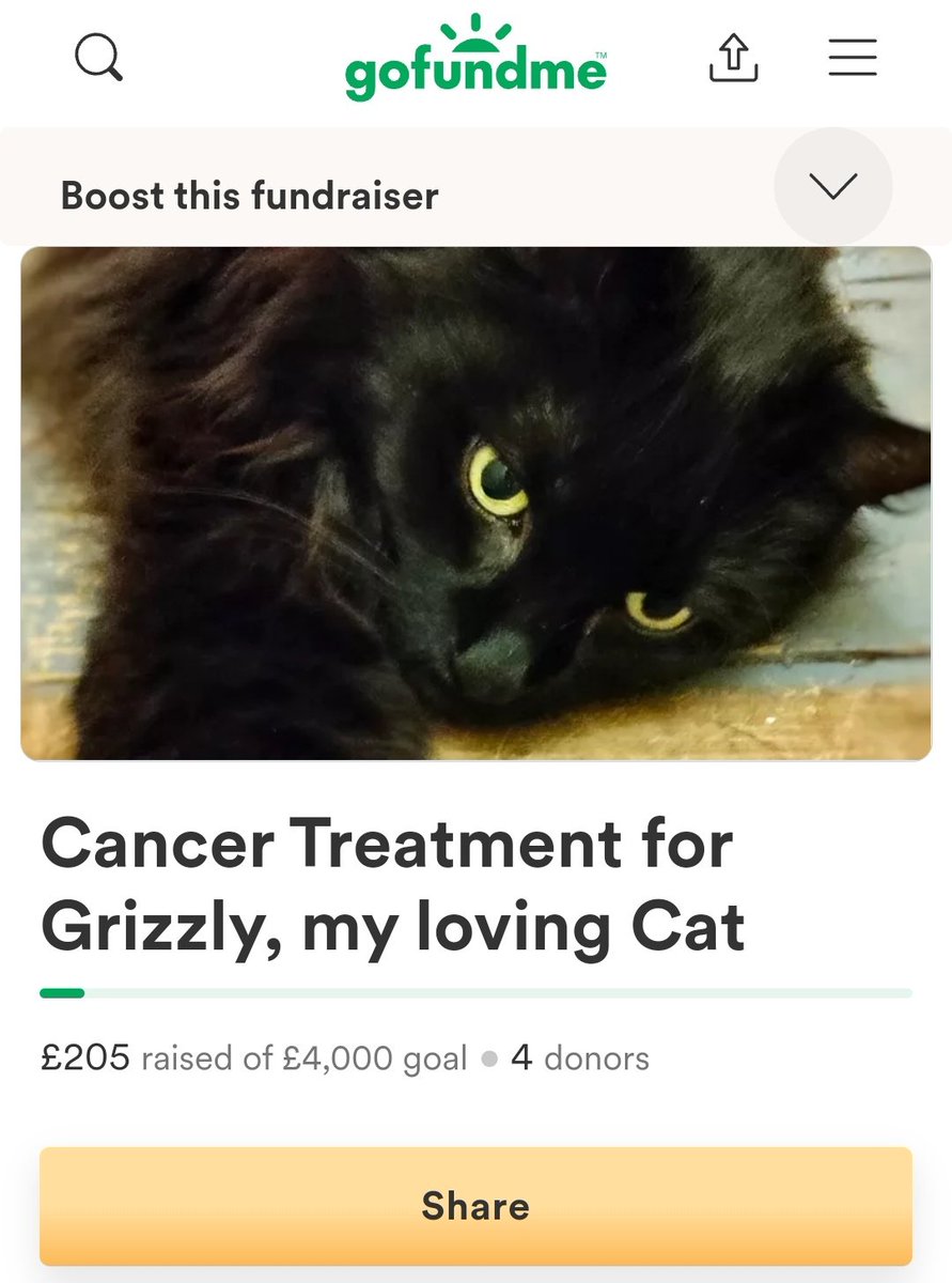 GBBCatTeam's tweet photo. Next step for Grizzly is to start her Chemo treatment. The tumor on her neck is quite uncomfortable and her breathing is strained.
Please take a look and help if you can 🙏🤍
https://t.co/4HBMXUqLTV
#GoFundMe
#gofundmecampaign
#helpGrizzly #gbbcatteam #blackcats #donations #cats https://t.co/n0eJla4MeX
