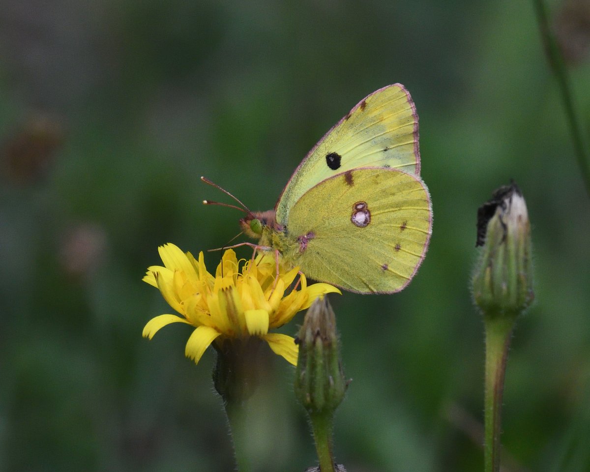 JoKingDevon's tweet photo. #CloudedYellow butterfly, lots seen everywhere as so many wild areas #France https://t.co/FklVvNfKDg