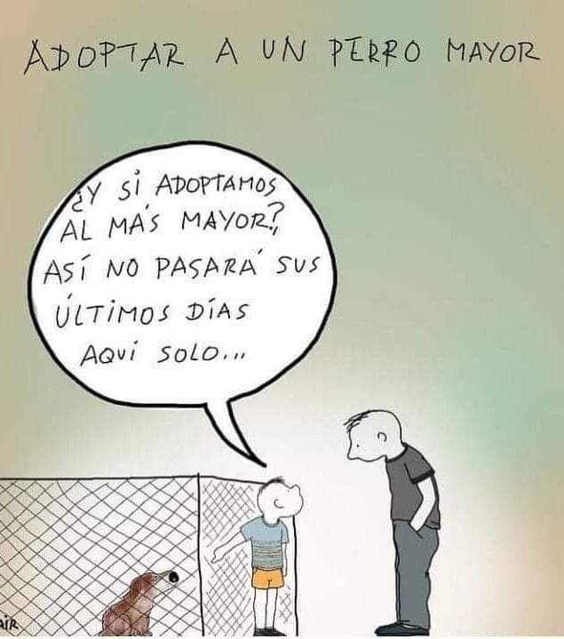 FundacionLucila's tweet photo. Adopta un perro mayor, ellos también merecen un hogar 🥺. https://t.co/NXyr4G7Os4