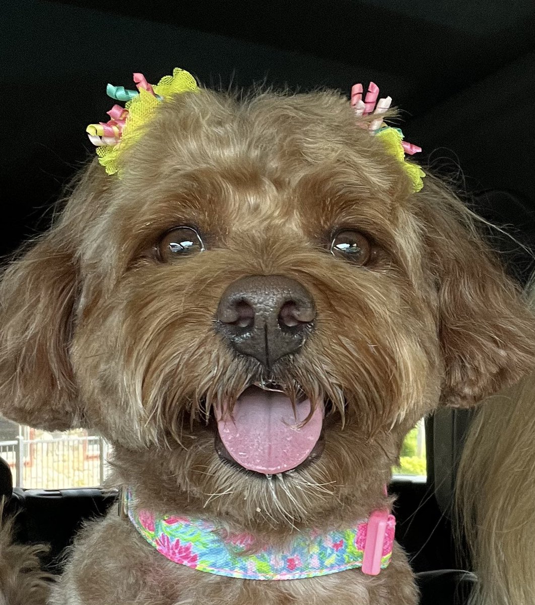 Luna Rose Bernedoodle tweet media