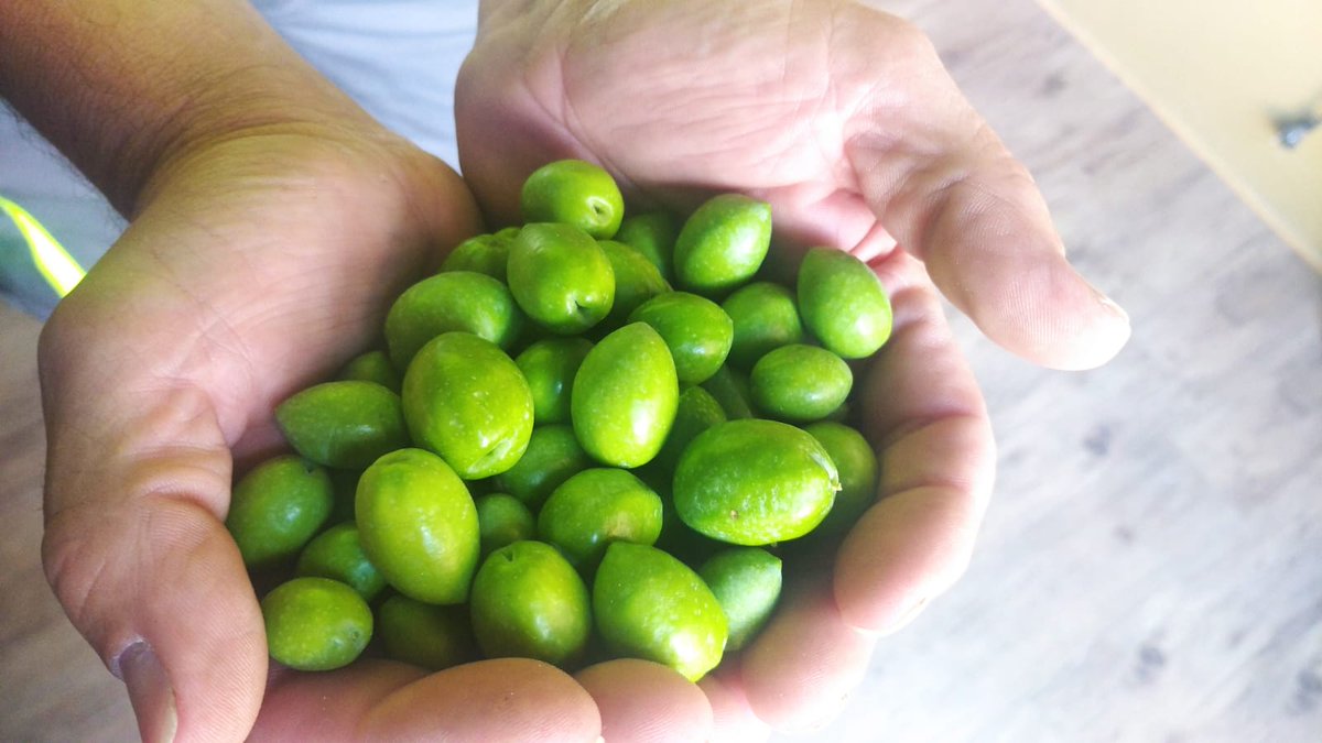 Ya estamos recogiendo 🧪👨‍🔬 muestras a nuestros socios-olivicultores 👩‍🌾 para obtener los 🫒 aceites tempranos de la Campaña 2022/23, comprobando el índice de maduración, 📊 rendimiento graso, etc, para obtener un excelente resultado final 🔝.