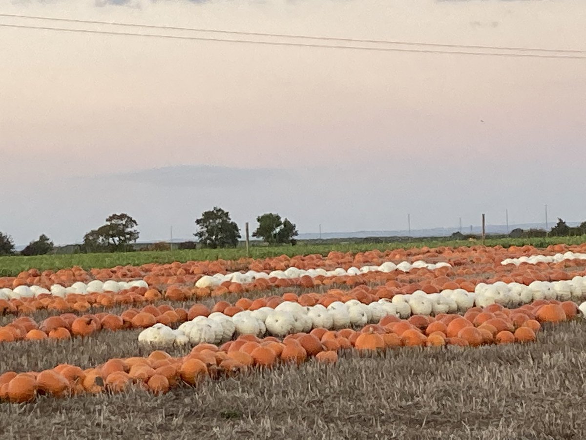 Coleby PYO Pumpkins tweet media