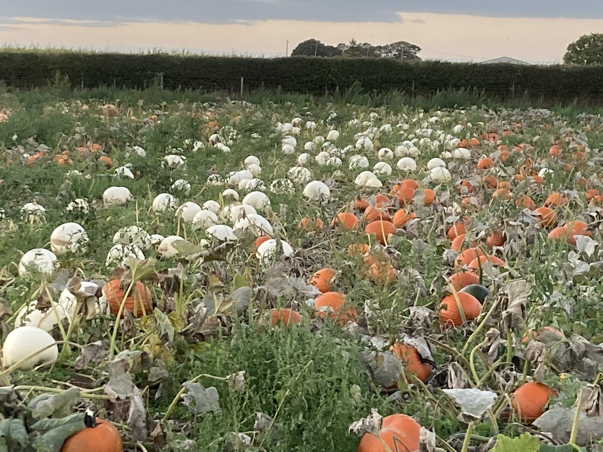 Coleby PYO Pumpkins tweet media
