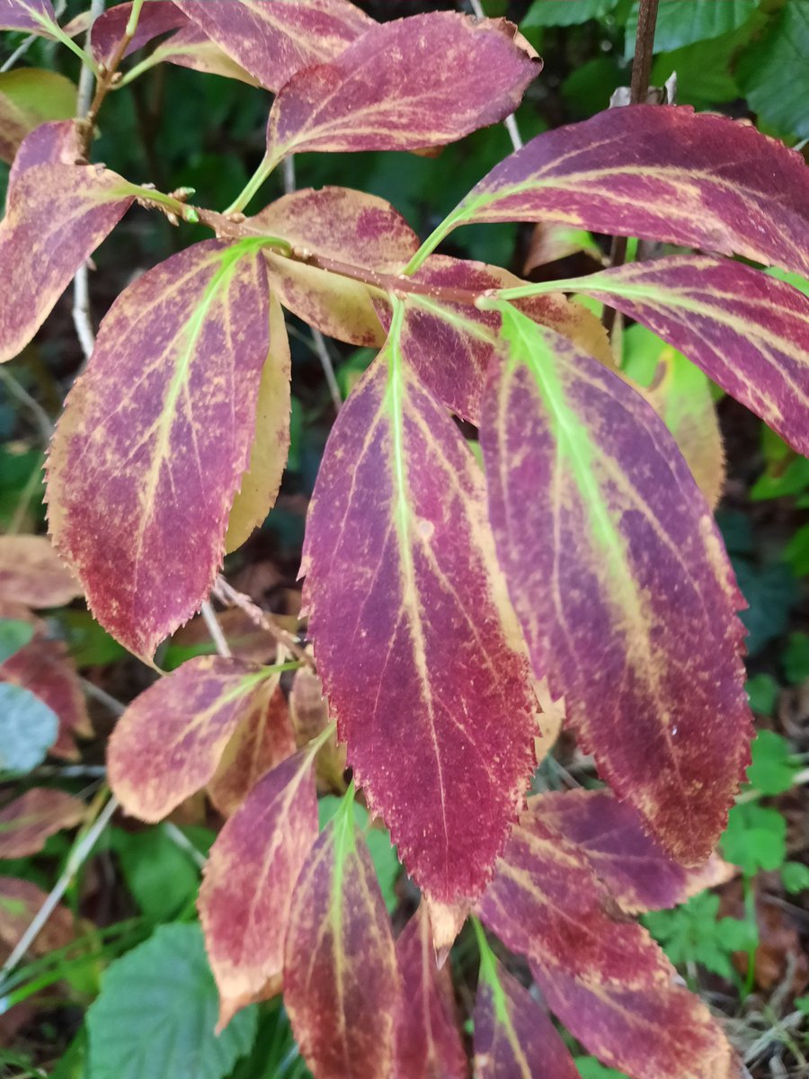 LymphomaLass's tweet photo. An early October Sunday in our garden...
Thanks! 
Sam aka LymphomaLass xx

#enjoybeauty #enjoynature #garden #gardenbeauty #momentsofbeauty #makethemost #makethemostofit #makingthemostofit #makingthemost #beautyinthegarden #beautifulplants #autumncolour #autumncolor #autumngarden https://t.co/1YisVZ2L9t
