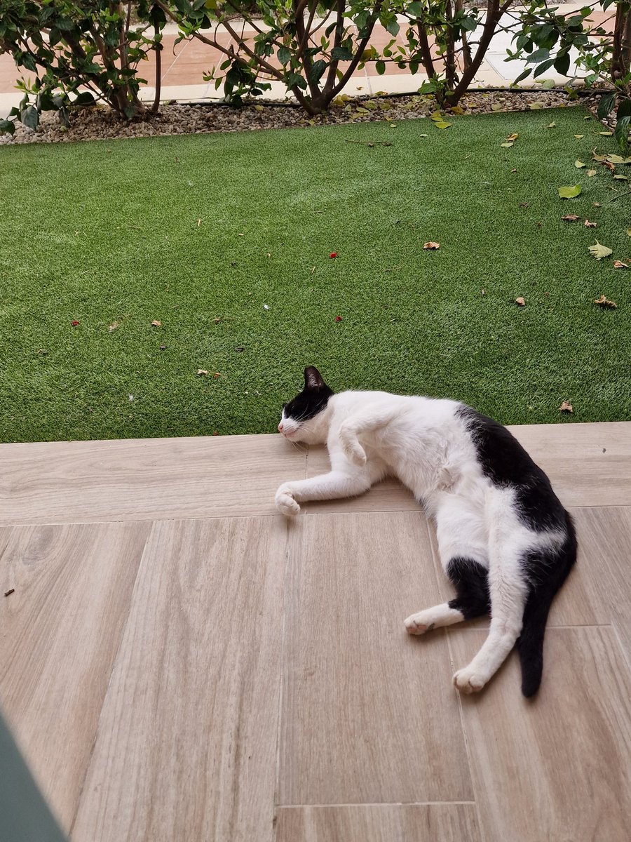 Holiday bungalows come equipped with a visiting catto in this part of the world