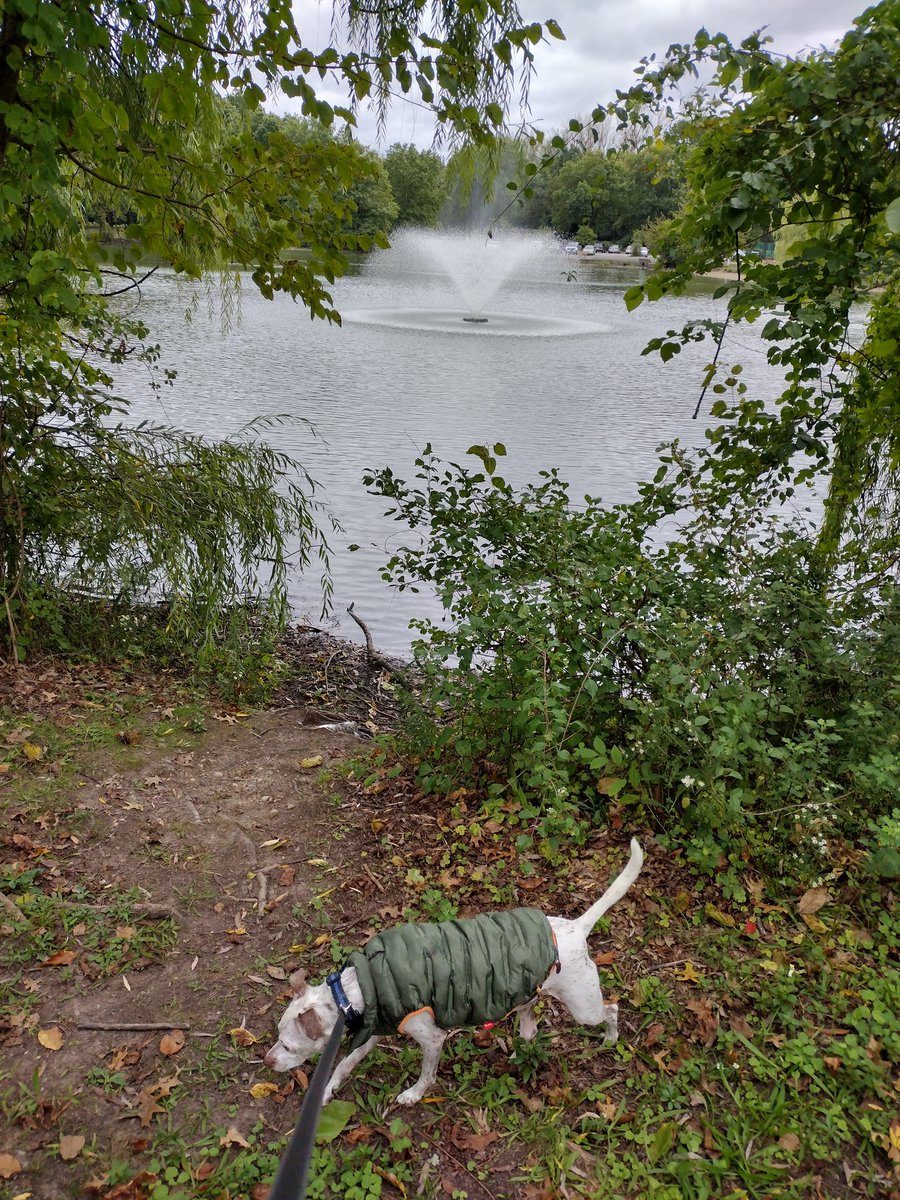 AnotherPoshDay's tweet photo. #SundayFunday with Fred at a duck pond ��⛲🐕🐾
#dogs #dogsoftwitter 
#diabeticdogs #October https://t.co/1sz3UhbKDL