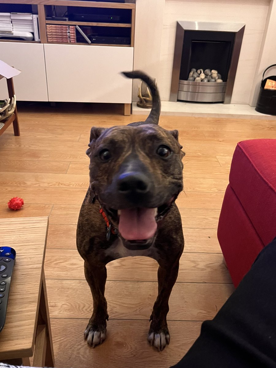 Got a sick dog… not that he seems to care very much 🤦🏻‍♀️😂🤢