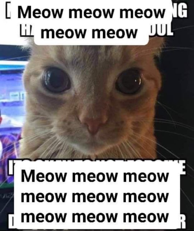 literallymecats's tweet photo. https://t.co/jQ6oHVNWVF