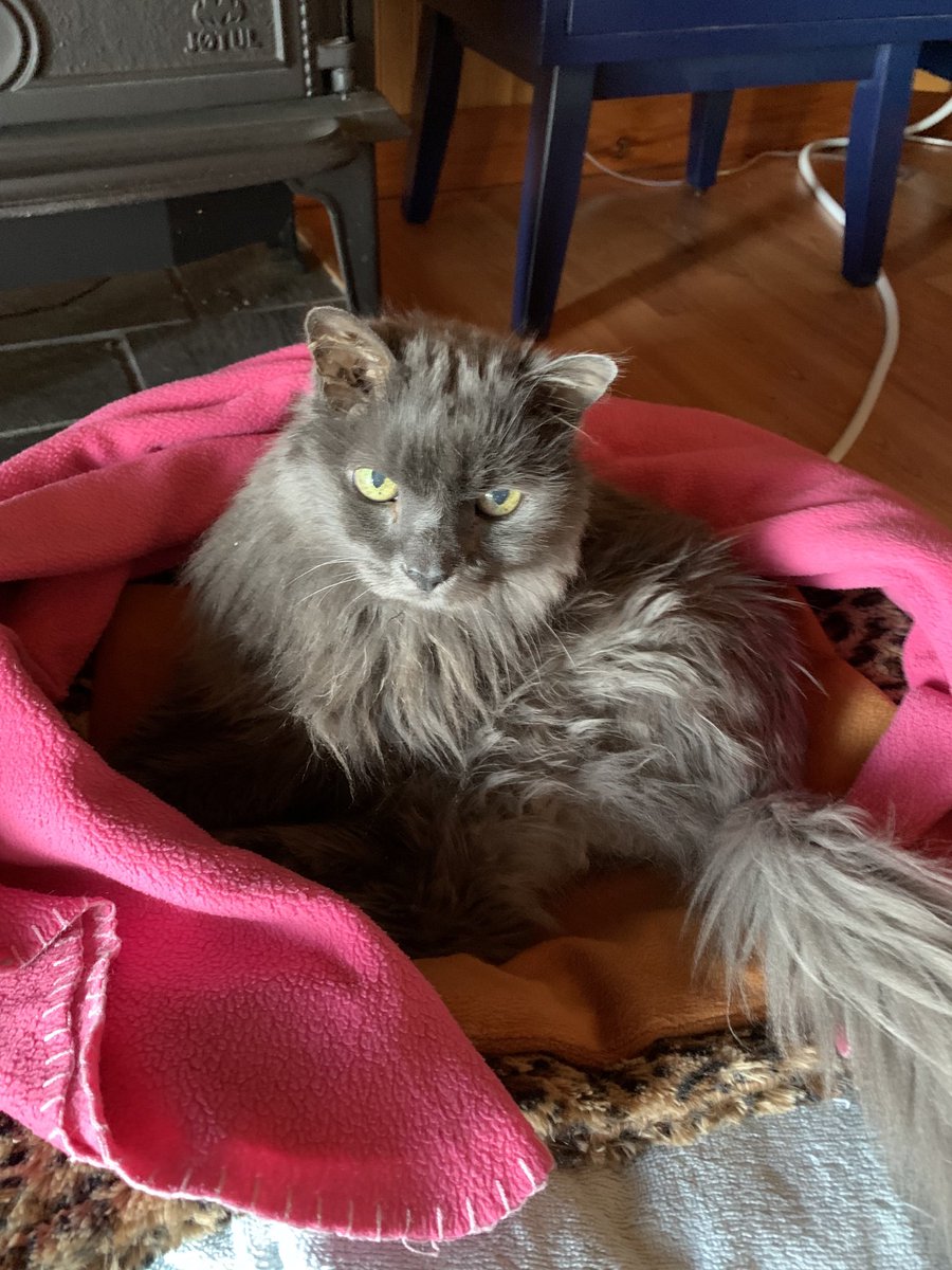 chrisdeelena's tweet photo. This gorgeous #feline just turned 19 years old!! Isn’t she beautiful?! #cats 🎂🐈 https://t.co/bJeygCxxjE