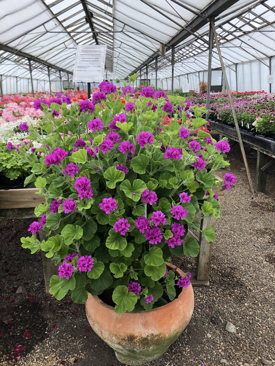 And the Pellies are back on the website 😊 Please remember that all pelargonium orders placed now will not be sent out until next March. We’ll be taking good care of them for you.