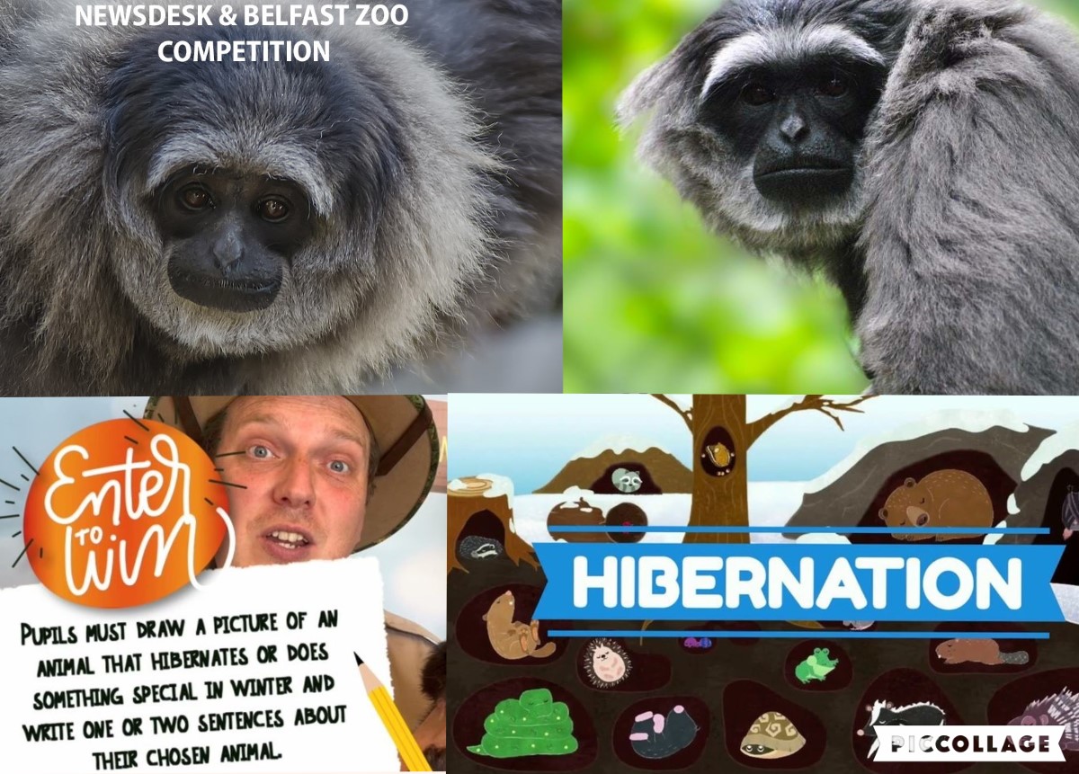 Full details of two animal-themed competition activities for KS1 and KS2 now on the C2K Newsdesk. P5 - P7 pupils can help keepers at Belfast Zoo by designing an enrichment activity for their Moloch gibbon - and Wee Critters are looking at Hibernating Animals on Junior Newsdesk.