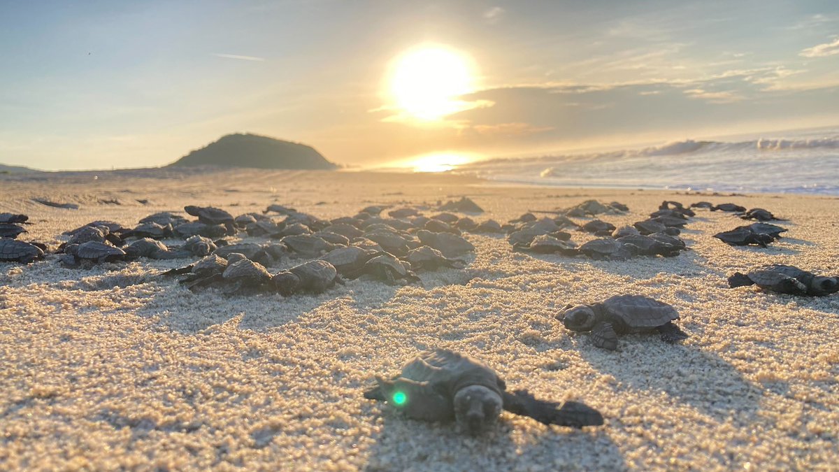 sergededina's tweet photo. Thanks to our @WILDCOAST community partners at Morro Ayuta, Oaxaca, for helping to liberate olive Ridley sea turtle hatchlings!!! Such an inspiring community-based wildlife conservation effort!! https://t.co/oHNU2mJEar
