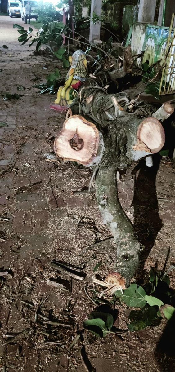 HomeJatni's tweet photo. @MoSarkar5T Sir please save a 150 years old Banian Tree from https://t.co/J1tjik2EsP has already lost huge branches by cutting by machine at Bachhara Patna.. Jatni... under JATNI POLICE STATION .. KHORDHA https://t.co/a3KBHZvbMm