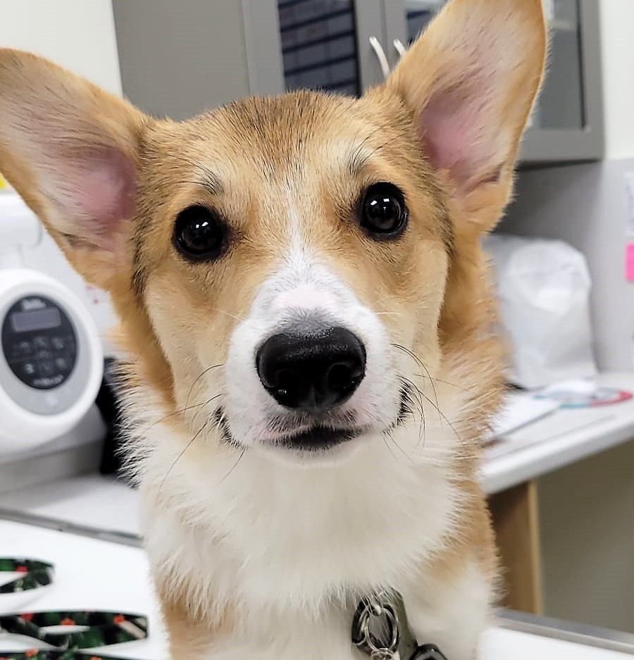 DrEllenKinzl's tweet photo. As a corgi, Watson has, of course, had an emotional few weeks. The good news is he's just as beautiful (and sweet) as always.
.
.
#corgis #royaldogs #supercute #royalty #torontodogs #canarydistrict #veterinarian https://t.co/6CYrmBhSlh