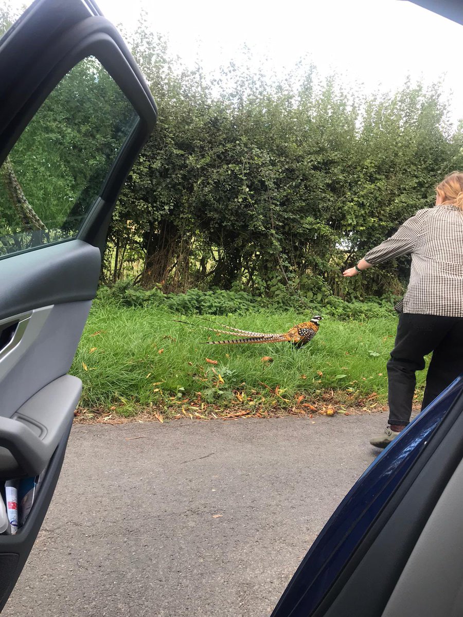 mlliei's tweet photo. A short story: mum told me to get the pheasant in the car because she thought it was tame https://t.co/qkMf8PwMPH