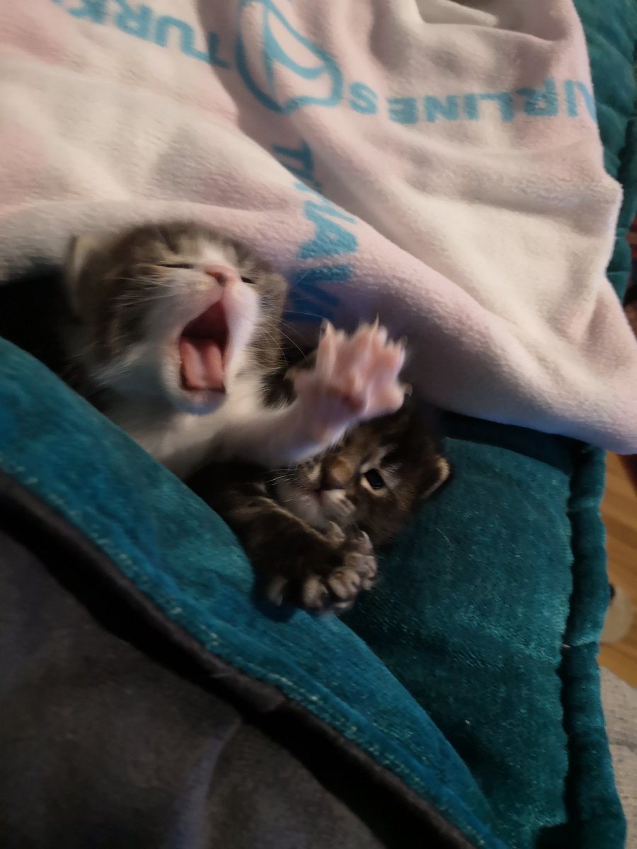 Islak mama hediyeli, devren bedelsiz :)) satılık bebişler
Bence istersiniz bunlardan birini.
Evde 6 (altı) kedi oldu.
İnsafa gelin accıkk