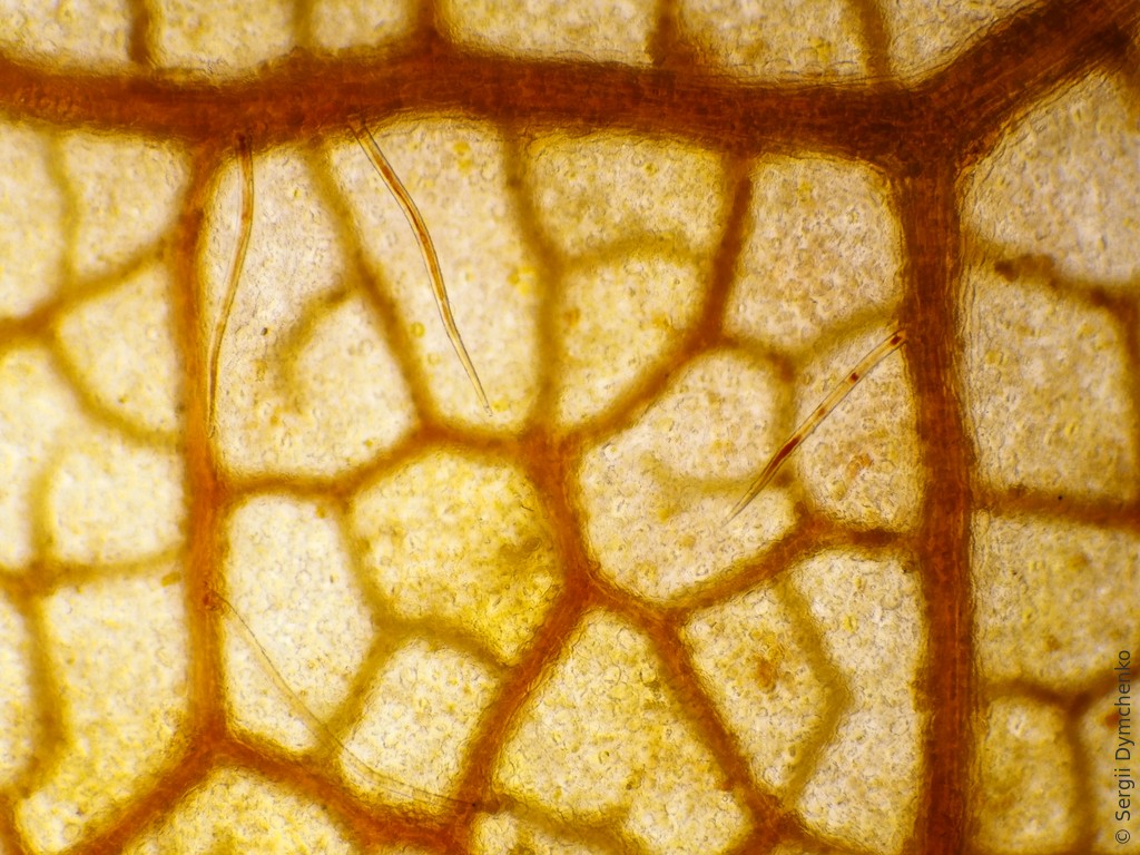 SDymPhoto's tweet photo. Red autumn maple leaf under the microscope https://t.co/RkVPyBzM5D