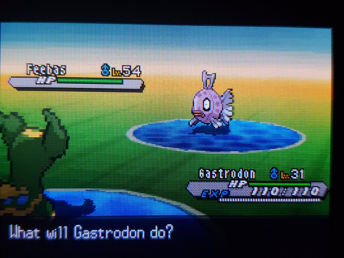 Shiny Feebas after 12158 rippling water encounters!!

This is the first phase for Milotic, probably the craziest Route 1 encounter you can find✨