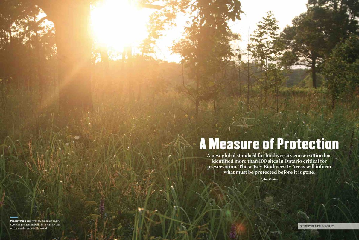 More than 100 sites in #Ontario have been identified as key to the preservation of nature in Canada, and the world. Tune in to @KbaCanada's twitter channel to learn more! <a href="/natureserve/">NatureServe</a> <a href="/BirdsCanada/">Birds Canada</a> 

Read more in <a href="/OntarioNature/">Ontario Nature</a> Magazine: bit.ly/3r0SebY