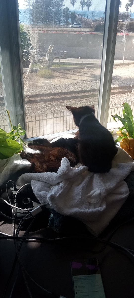 VergaraNivek's tweet photo. After showdown passed away. I got more. Now im very depressed. The sad part is life is lost. It's a big  deal for me.  But seeing this tells a lot about animals https://t.co/crxz55C9Gs