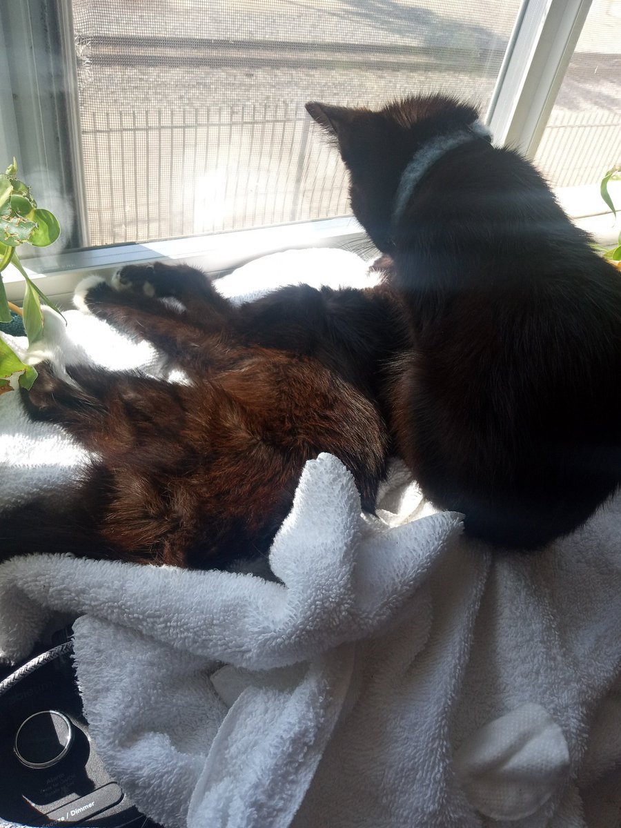 VergaraNivek's tweet photo. After showdown passed away. I got more. Now im very depressed. The sad part is life is lost. It's a big  deal for me.  But seeing this tells a lot about animals https://t.co/crxz55C9Gs