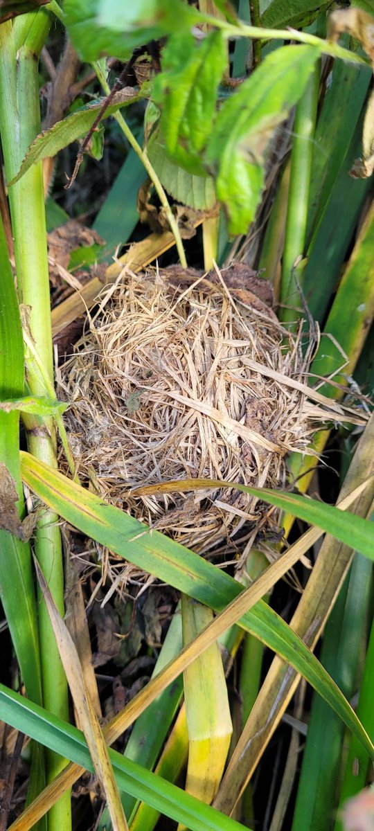 andy_jg's tweet photo. Feeling autumnal finding Harvest mice nests with Derek Crawley from @Mammal_Society today. Amazing start to survey with 10 new vols trained &amp; 16 nests found on @chesterzoo land!! 🐭🌾@ScienceatCZ https://t.co/lut9PGQsei