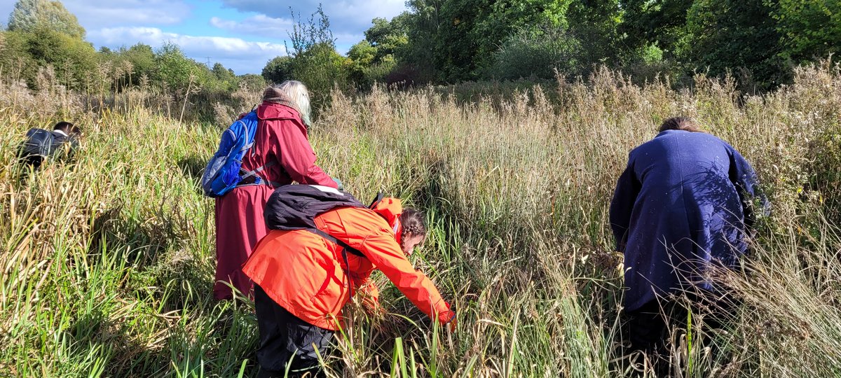 andy_jg's tweet photo. Feeling autumnal finding Harvest mice nests with Derek Crawley from @Mammal_Society today. Amazing start to survey with 10 new vols trained &amp; 16 nests found on @chesterzoo land!! 🐭🌾@ScienceatCZ https://t.co/lut9PGQsei