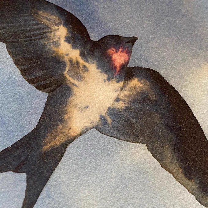 Swallows for a commission  