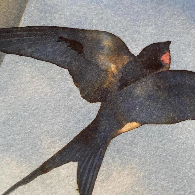 Swallows for a commission  