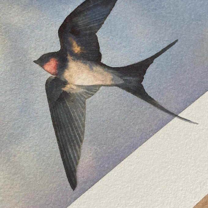 Swallows for a commission  