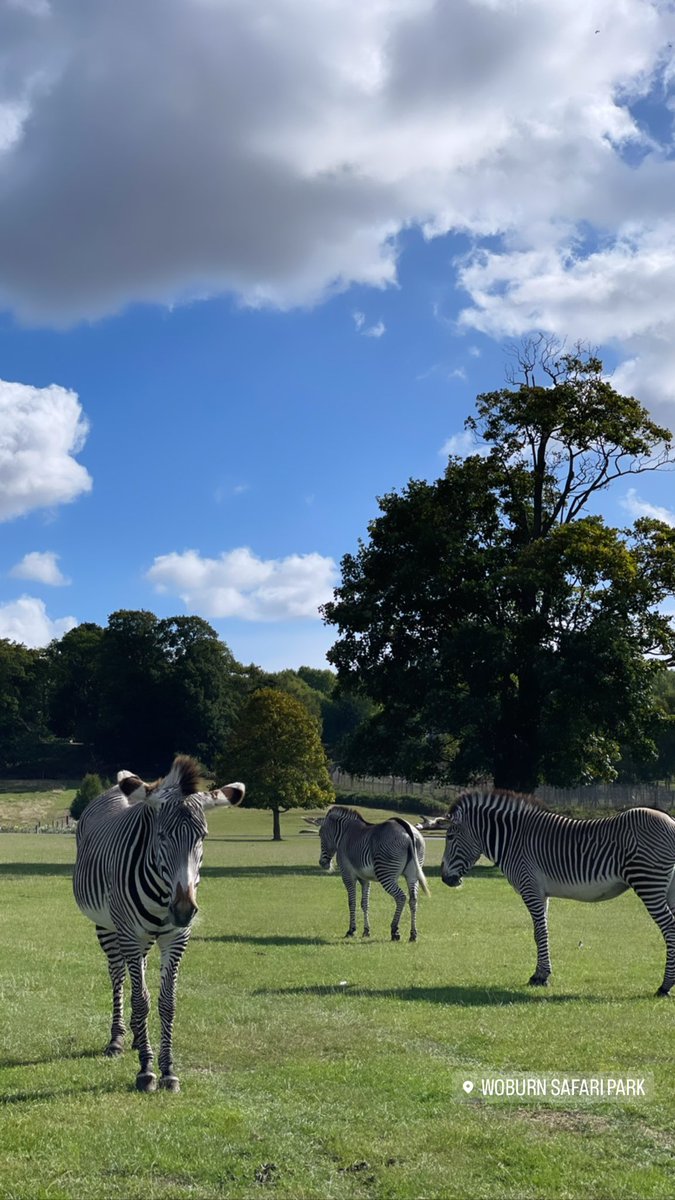 🦓