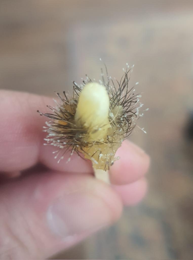 Coprolalicus's tweet photo. Alguien conoce esta flor? https://t.co/PTopC67dQZ
