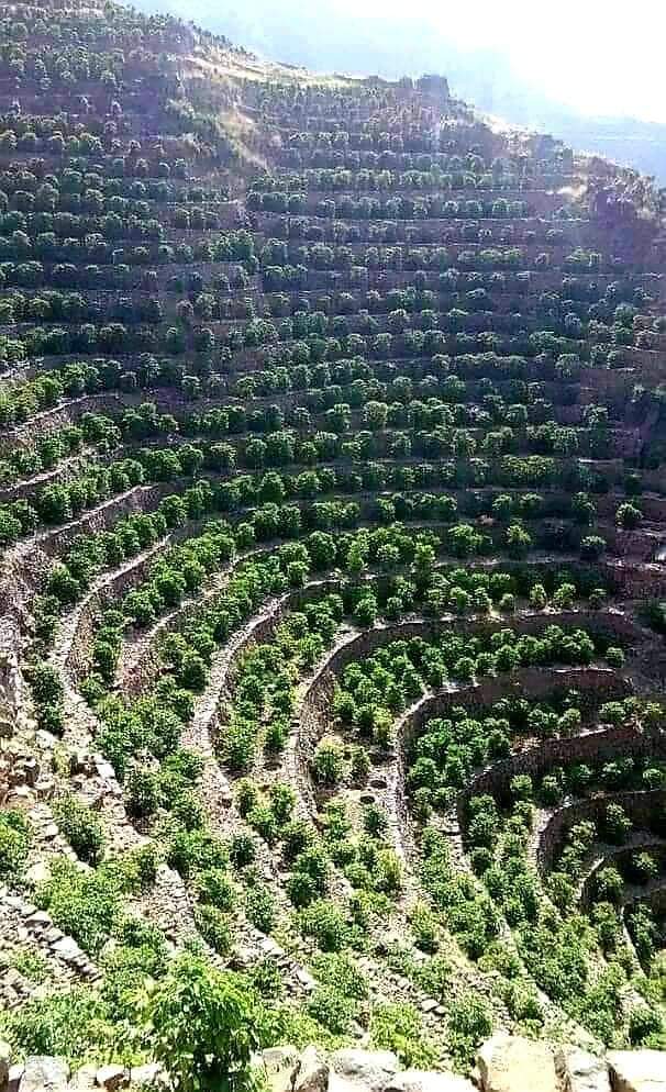 شجرة البن بالعمري