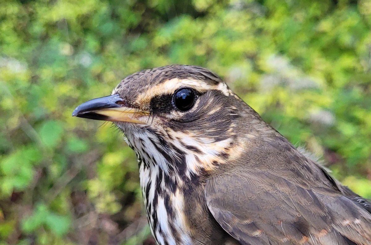 New Teifi Ringing Group blog teifimarshbirds.blogspot.com/2022/10/octobe… News of a Firecrest and 1st Redwing of autumn today #TeifiMarshes and a review of September