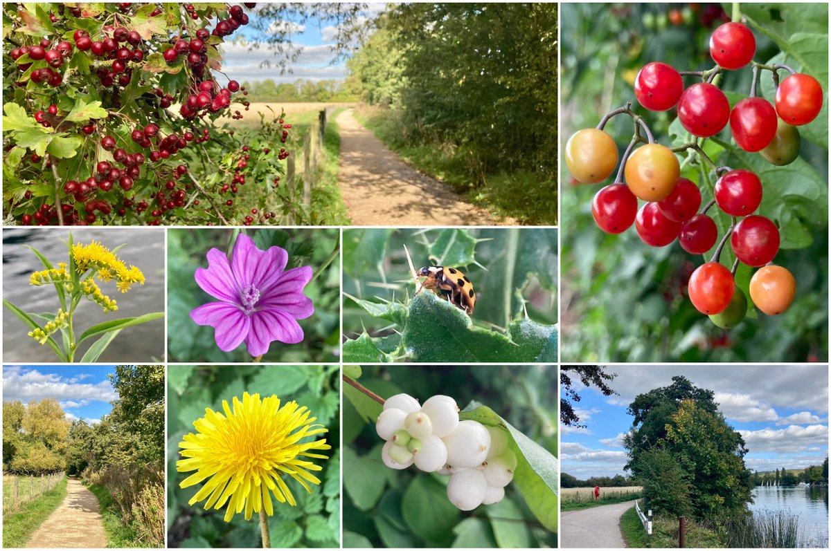 Suzanne Rowcliffe tweet media