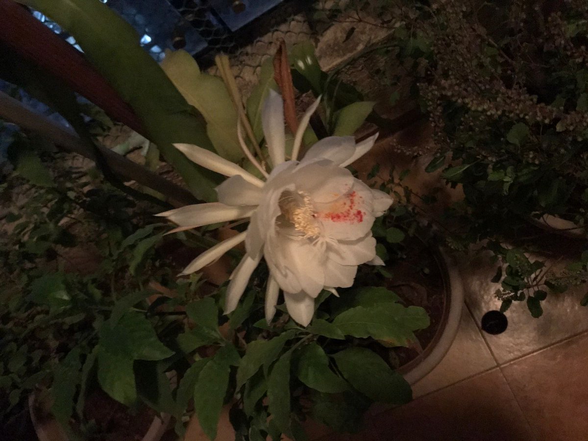 We are blessed again, with one of the most sacred #flowers #Brahmakamal on the auspicious occasion of #Navratri #Navaratri2022 in our #homegarden 🙏