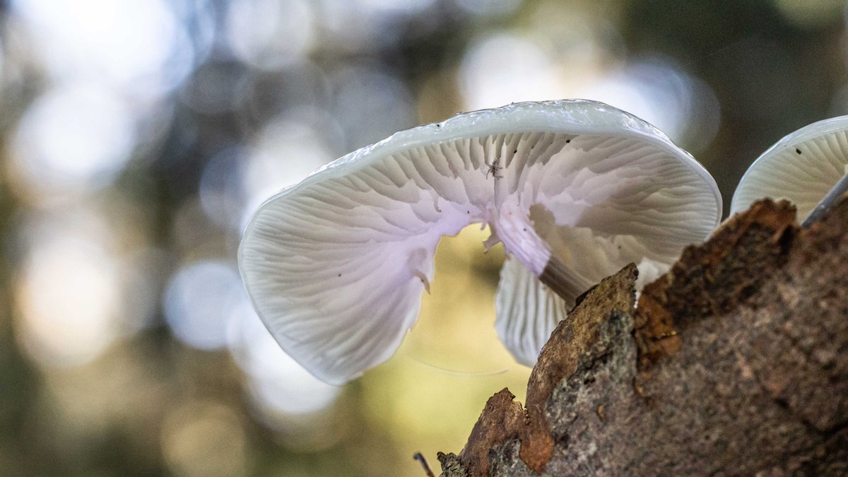 koetjong's tweet image. De Week in Beeld door @AbDonkerFoto - Het is momenteel ook weer Paddenstoelentijd. Minimaal één keer per jaar ga ik naar Tilburg naar een prachtig bos om paddenstoelen te fotograferen, ze noemen dit bos de "Oude Warande"." Lees meer: koetjong.nl/ab-donker-week… #koetjong #westbetuwe