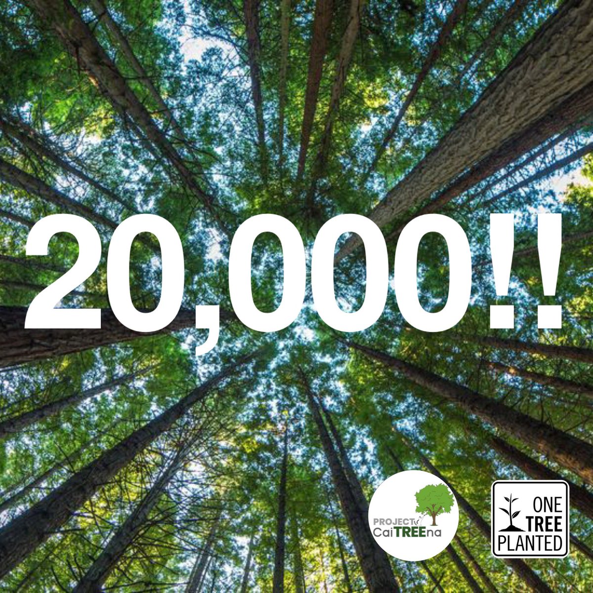 We hit 20,000!!! 🌳🌳🌳

How many more can we add in by October 4?! 
Every tree counts!! 🌱

➡️ …-birthday-fundraiser-2022.raisely.com

#ProjectCaiTREEna #Reforestation #CaitrionaBalfe #OneTreePlanted